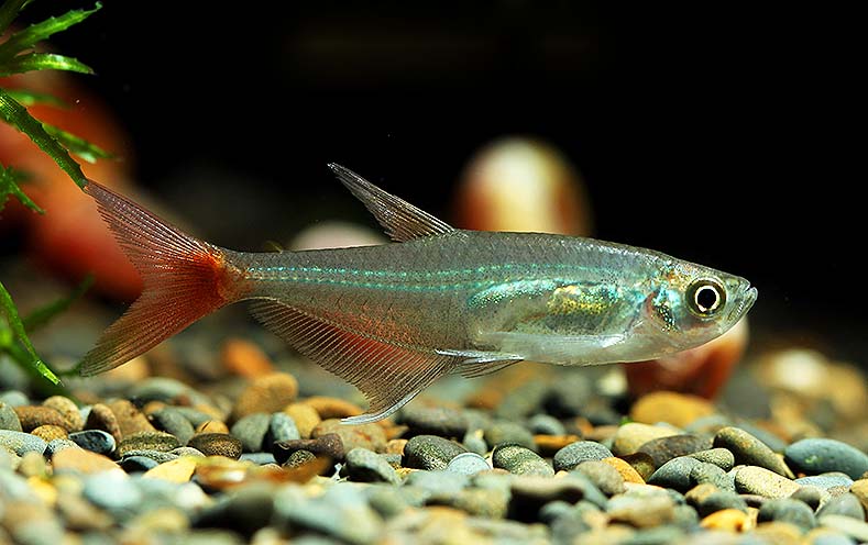 红尾玻璃灯鱼